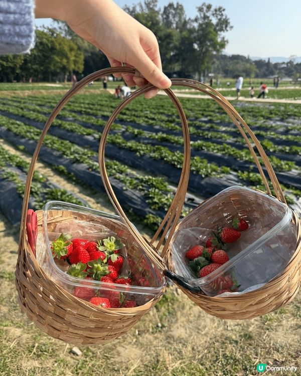 春季打卡好去處 - 錦田