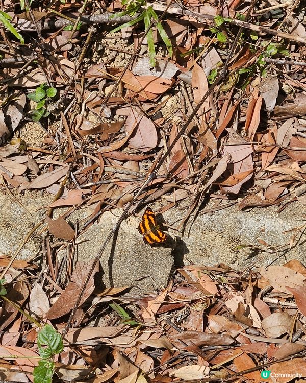 大埔滘自然護理區🌳 四色林徑等你挑戰！🏃‍♀️🏃