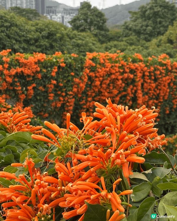 深圳而家已經港人必上的地方，春天開咗好多花花，梗係上去打卡啦...