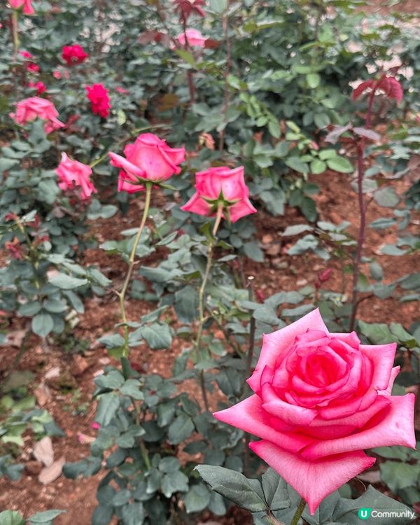 深圳而家已經港人必上的地方，春天開咗好多花花，梗係上去打卡啦...