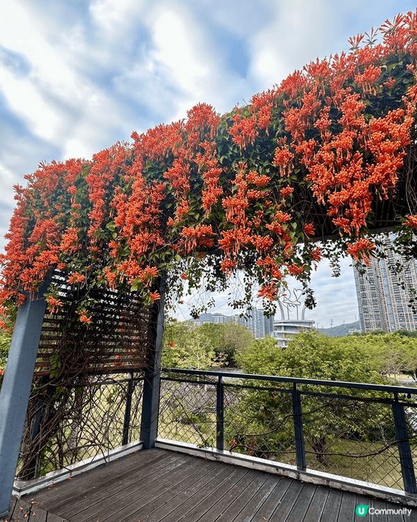 深圳而家已經港人必上的地方，春天開咗好多花花，梗係上去打卡啦...