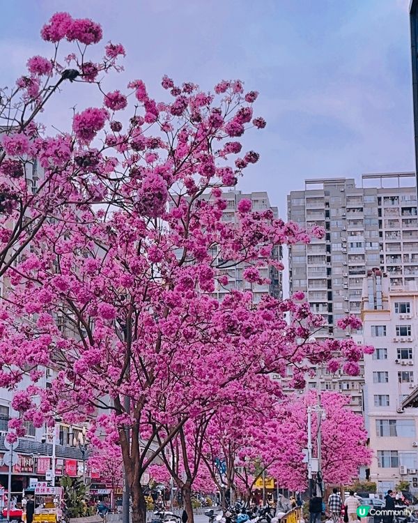 深圳而家已經港人必上的地方，春天開咗好多花花，梗係上去打卡啦...