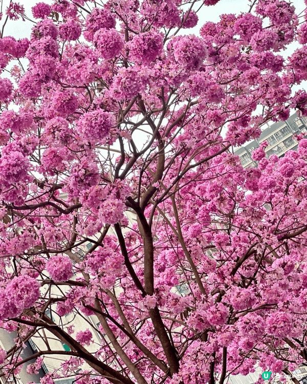 深圳而家已經港人必上的地方，春天開咗好多花花，梗係上去打卡啦...