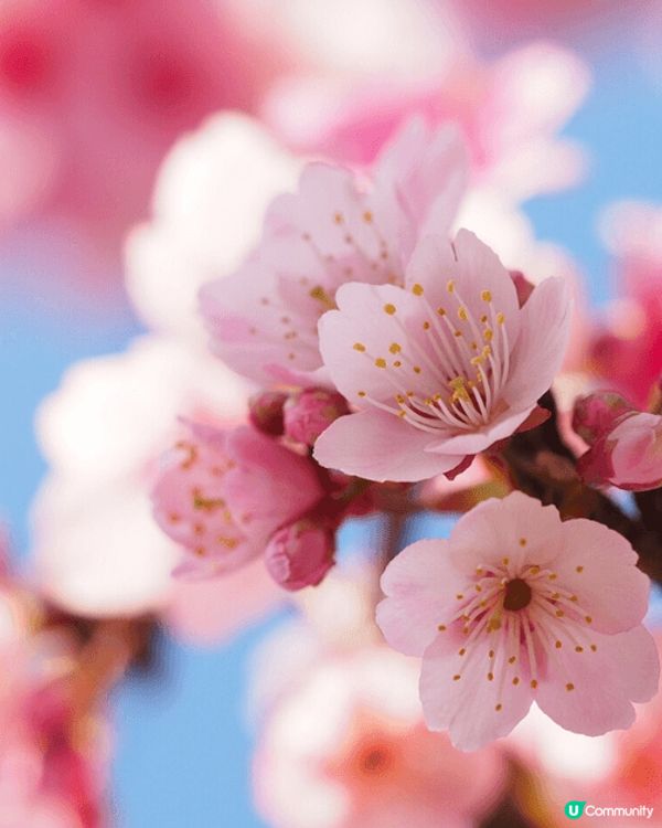 春天係開花嘅季節