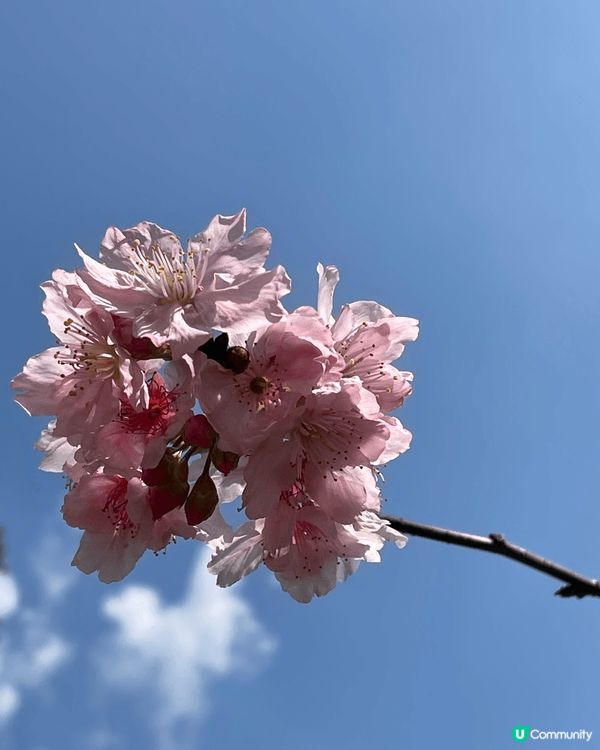 春天係開花嘅季節