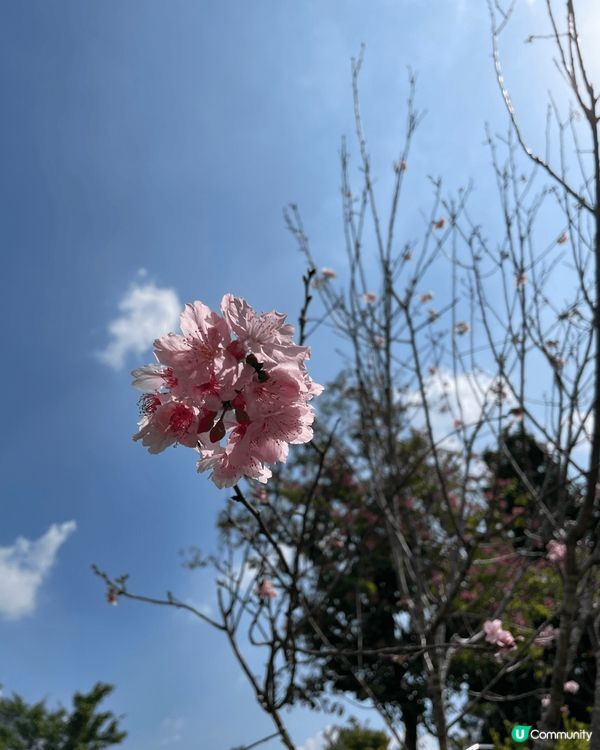 春天係開花嘅季節
