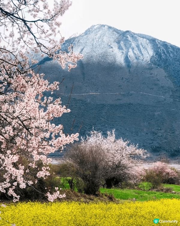 林芝地区的桃花是高原桃花