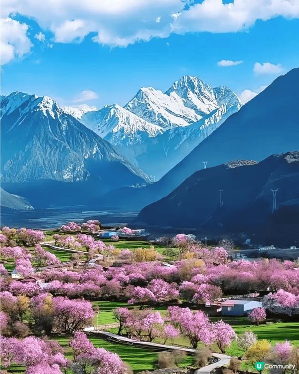 林芝地区的桃花是高原桃花