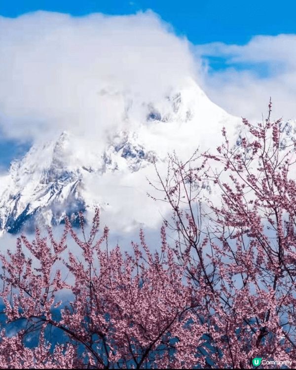 林芝地区的桃花是高原桃花