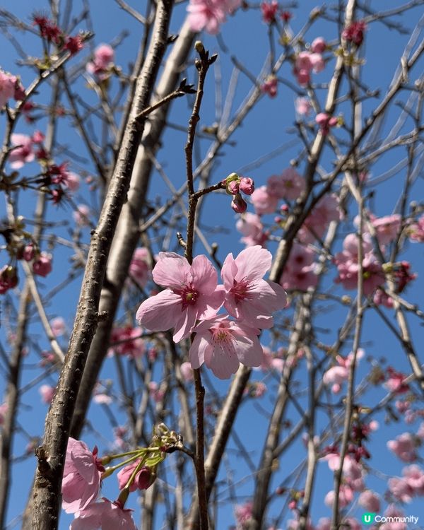 春天最啱去郊遊賞櫻去靚靚cafe食甜品打卡夜晚返屋企護膚re...
