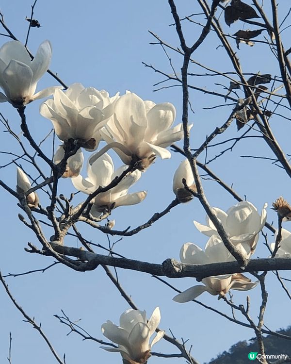 香港 大埔 小白鷺  有湖景 散步路 有白鷺 平日人不多  ...