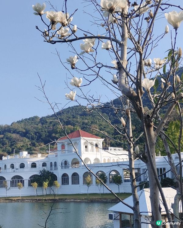 香港 大埔 小白鷺  有湖景 散步路 有白鷺 平日人不多  ...