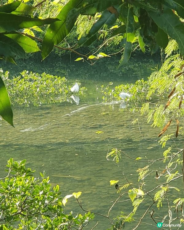 香港 大埔 小白鷺  有湖景 散步路 有白鷺 平日人不多  ...