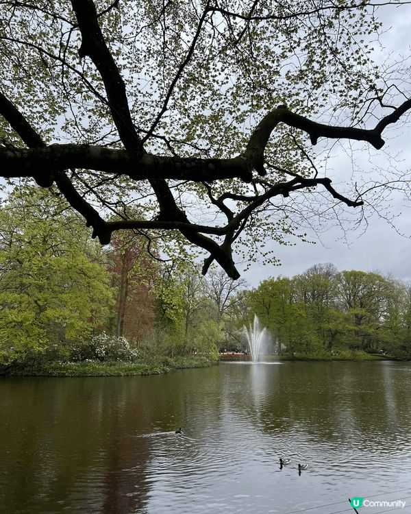 春日一定要介紹荷蘭!因為3-5月係荷蘭既花季,Keukenh...