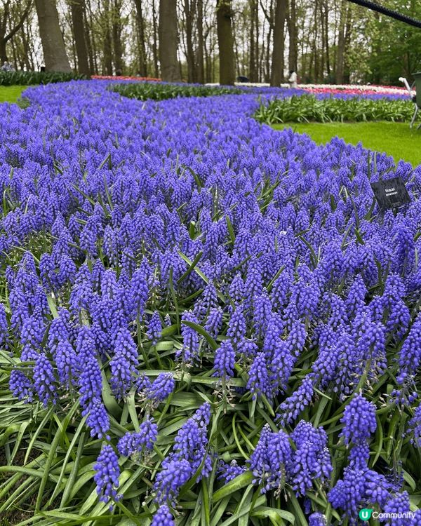 春日一定要介紹荷蘭!因為3-5月係荷蘭既花季,Keukenh...