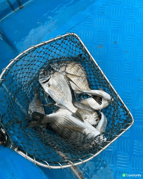 其實香港四面環海，都好多魚釣同海鮮資源㗎！@大埔三門仔