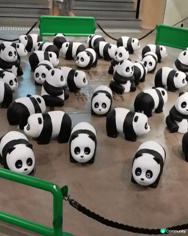 中環街市熊貓快閃，前立法局黃昏影，叮噹隨意門