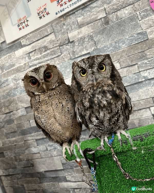 日本有好多不同的動物Cafe，其中貓頭鷹cafe好值得香港人...