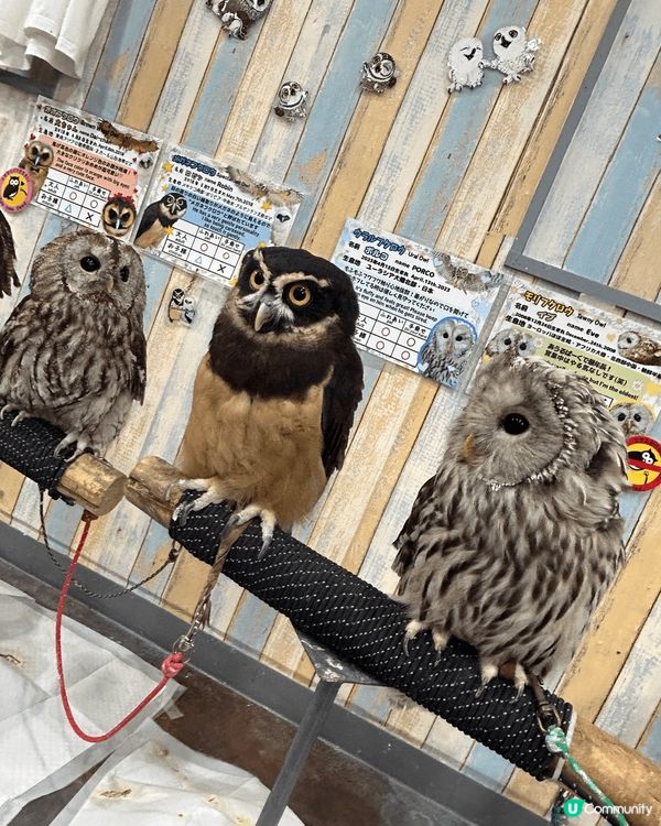 日本有好多不同的動物Cafe，其中貓頭鷹cafe好值得香港人...
