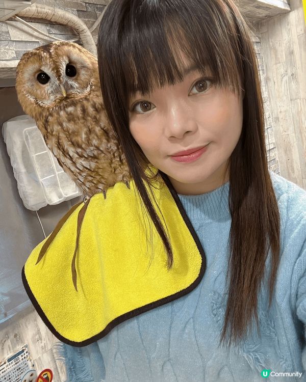 日本有好多不同的動物Cafe，其中貓頭鷹cafe好值得香港人...