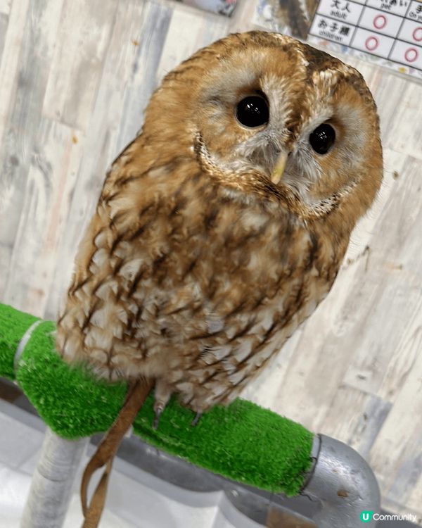 日本有好多不同的動物Cafe，其中貓頭鷹cafe好值得香港人...