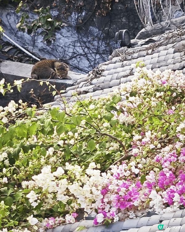 深圳客家古村落：甘坑古鎮