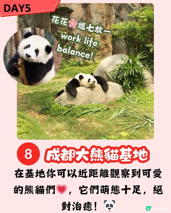 成都x九寨溝五天四夜淡季行程攻略新鮮出爐！！🌟🏞️探訪熊貓花花／惹味麻辣火鍋 附黃龍九寨溝淡旺季比較！