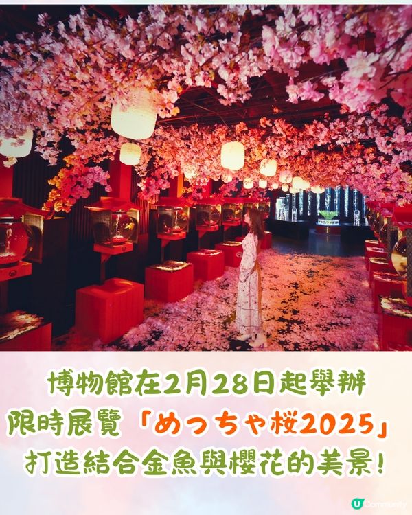 2025東京銀座櫻花x金魚限定藝術展❗夢幻櫻花隧道+垂櫻金魚瀑布🌸附活動日期/票價/交通資訊