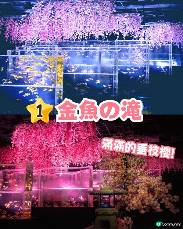 2025東京銀座櫻花x金魚限定藝術展❗夢幻櫻花隧道+垂櫻金魚瀑布🌸附活動日期/票價/交通資訊