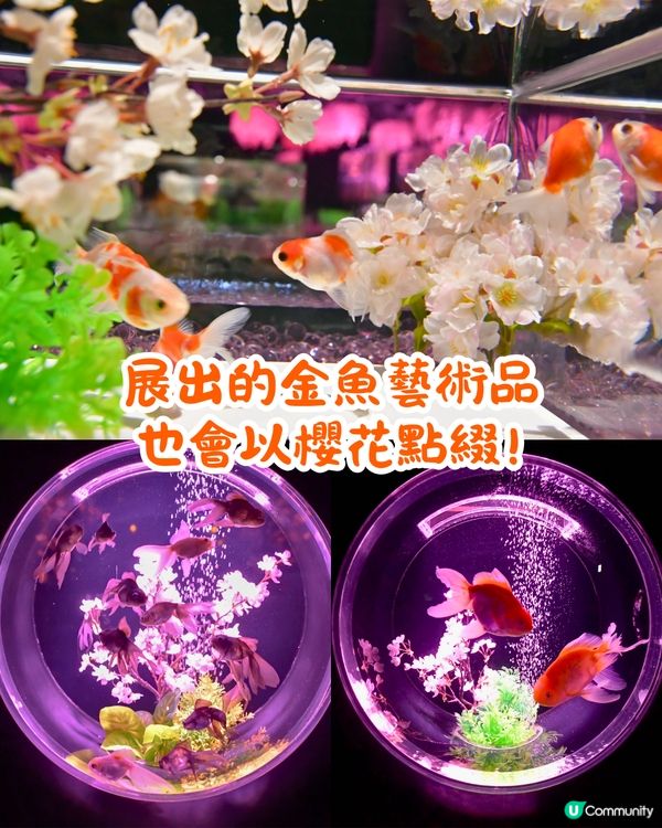2025東京銀座櫻花x金魚限定藝術展❗夢幻櫻花隧道+垂櫻金魚瀑布🌸附活動日期/票價/交通資訊