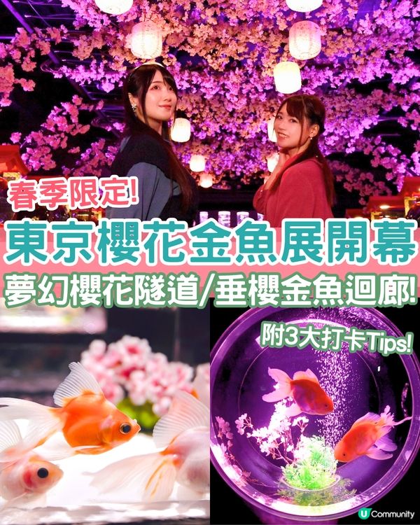 2025東京銀座櫻花x金魚限定藝術展❗夢幻櫻花隧道+垂櫻金魚瀑布🌸附活動日期/票價/交通資訊