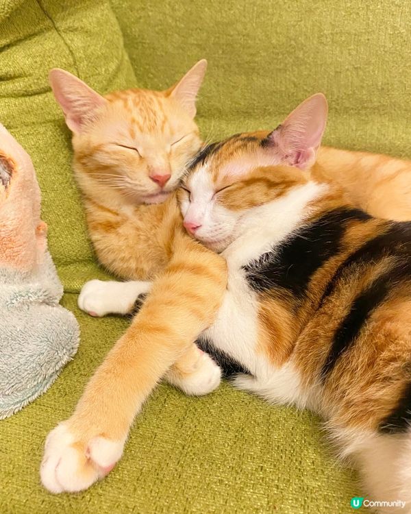 挨住一齊瞓🥹🥹