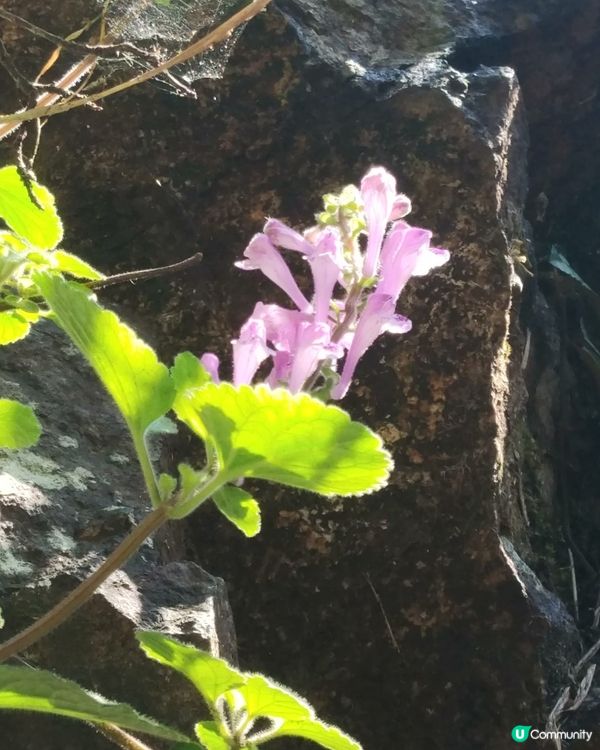 石頭中突出小花