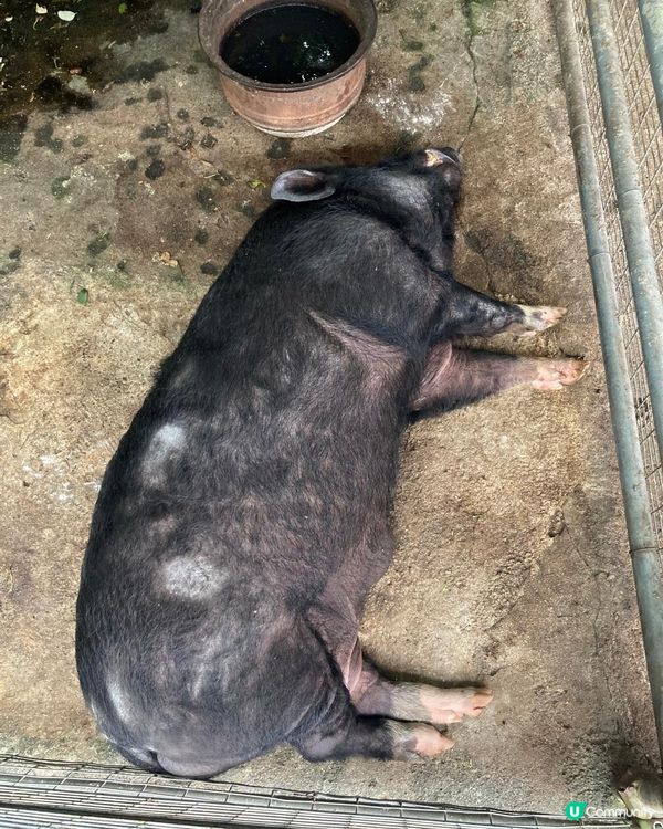 睡著了的野豬
