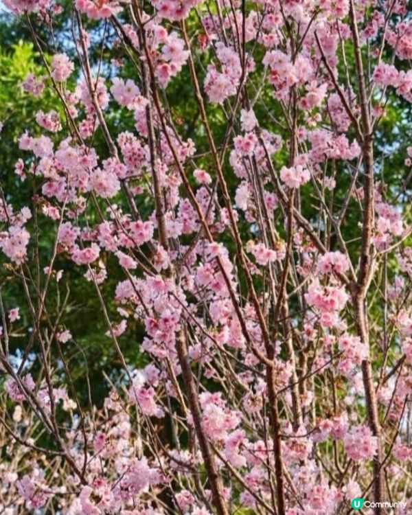 香港都有櫻花
