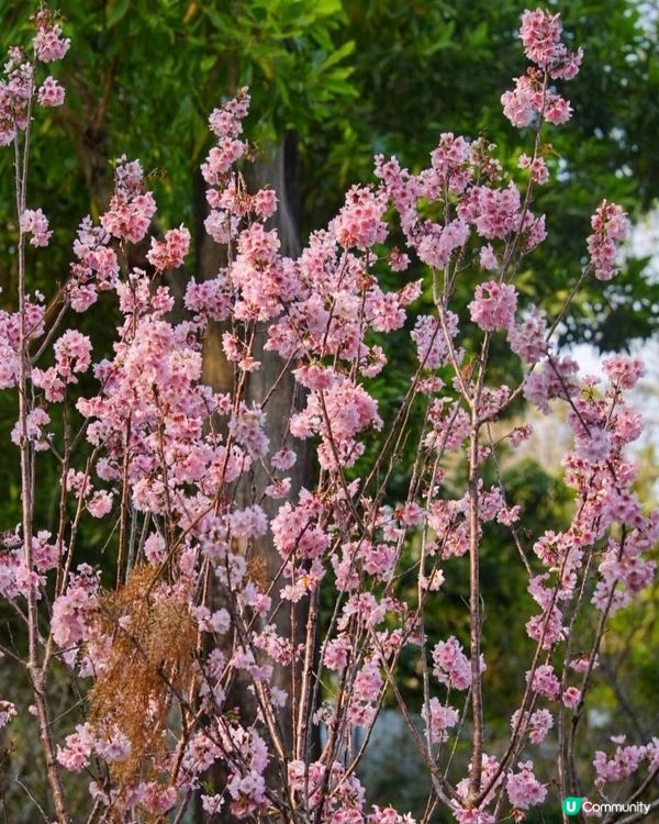 香港都有櫻花