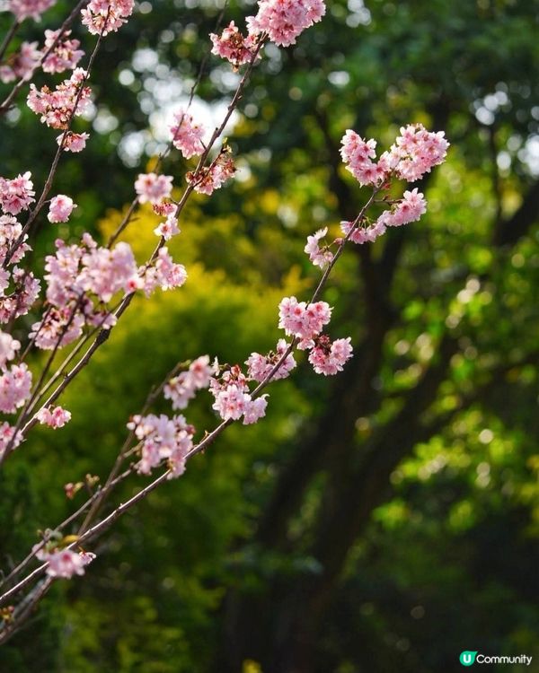 香港都有櫻花
