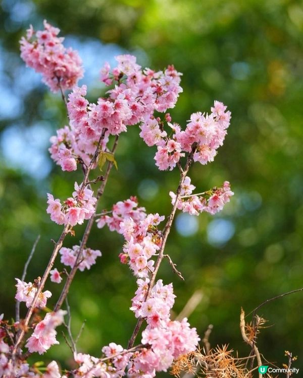 香港都有櫻花