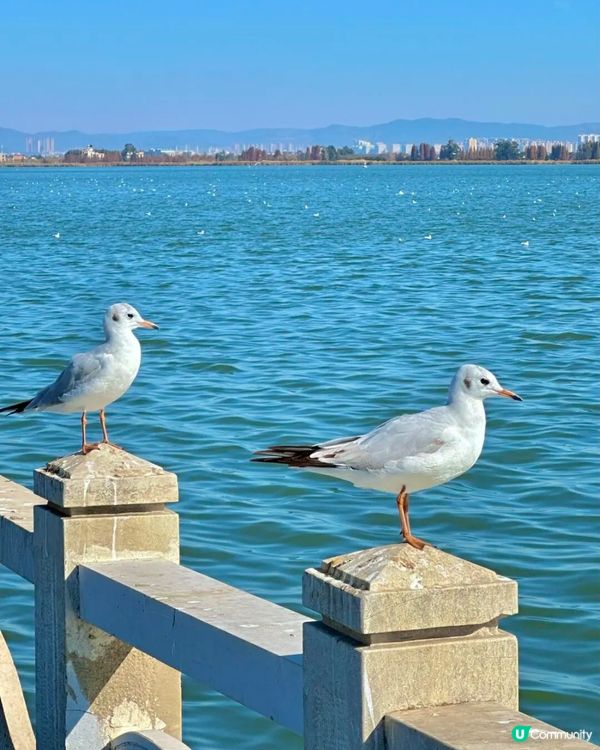 麗江古城，夢幻之旅 🏔️