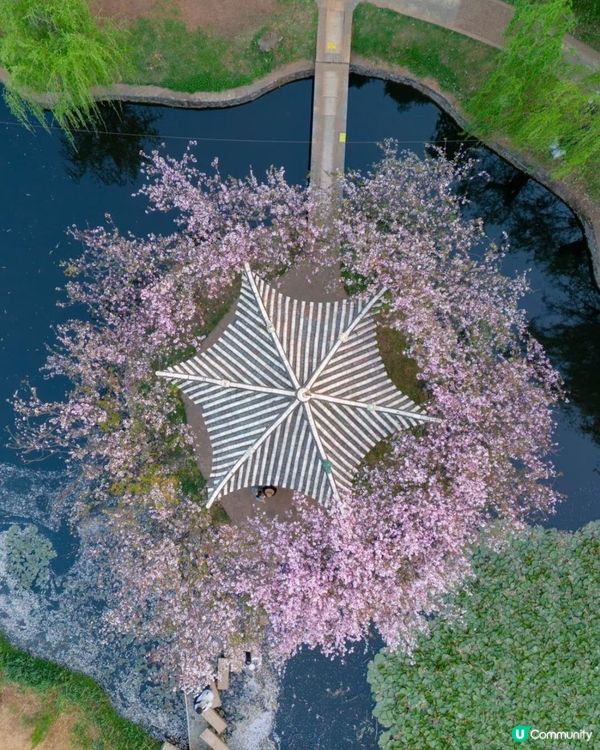 麗江古城，夢幻之旅 🏔️
