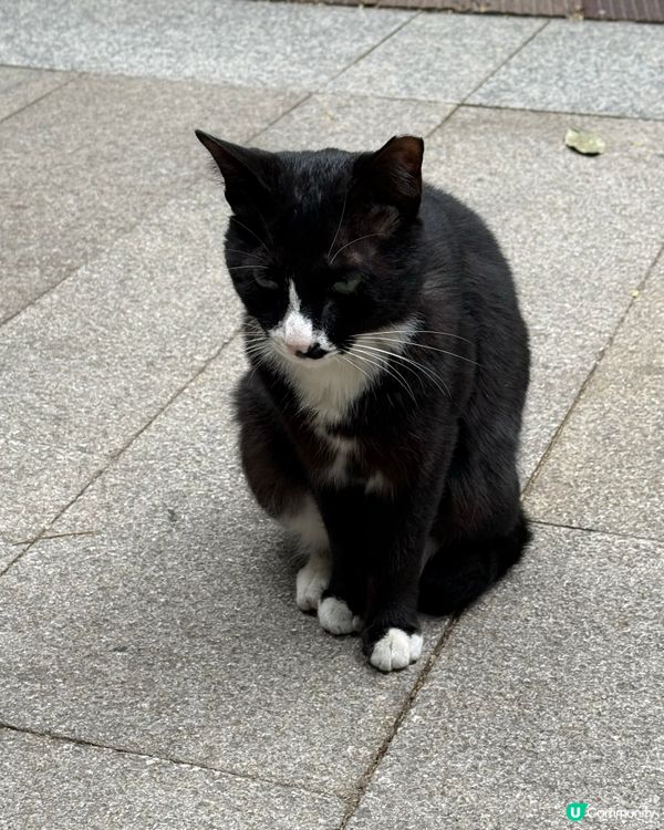 深圳仙湖植物園- 動物篇