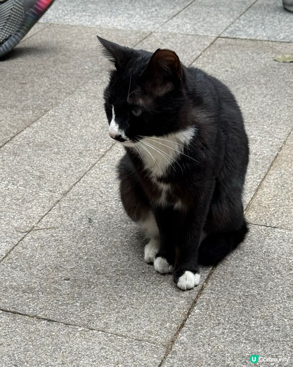 深圳仙湖植物園- 動物篇