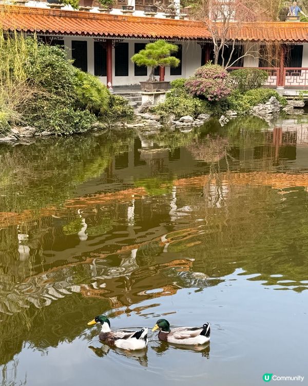 深圳仙湖植物園- 動物篇