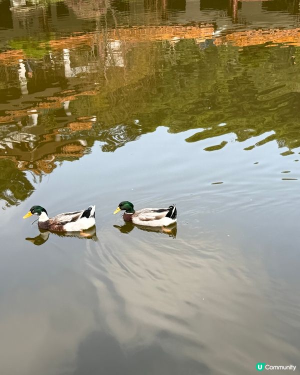 深圳仙湖植物園- 動物篇