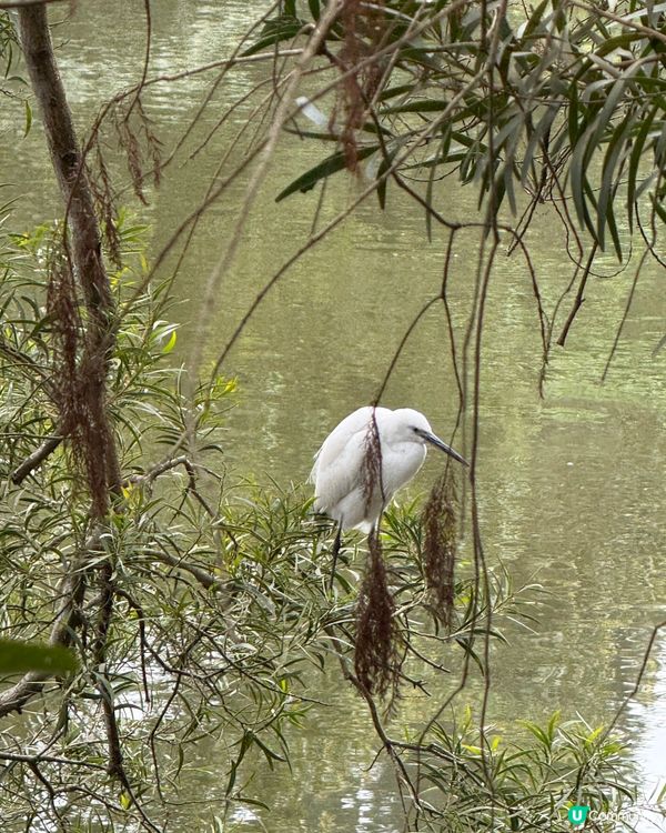 深圳仙湖植物園- 動物篇