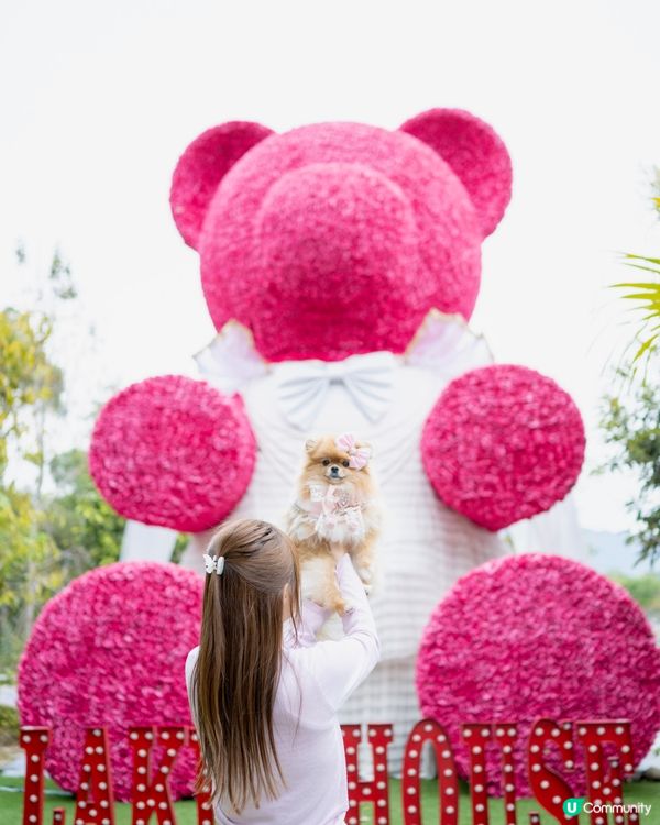 巨大粉紅熊啤啤 入場送小熊俾毛孩🥰