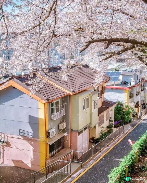 釜山🌸首爾🌸賞櫻攻略！3月下旬出發！🤩