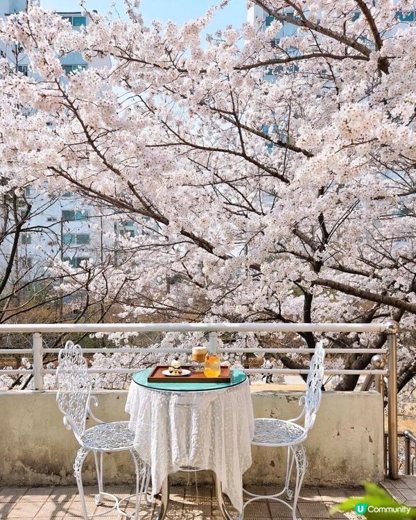 釜山🌸首爾🌸賞櫻攻略！3月下旬出發！🤩