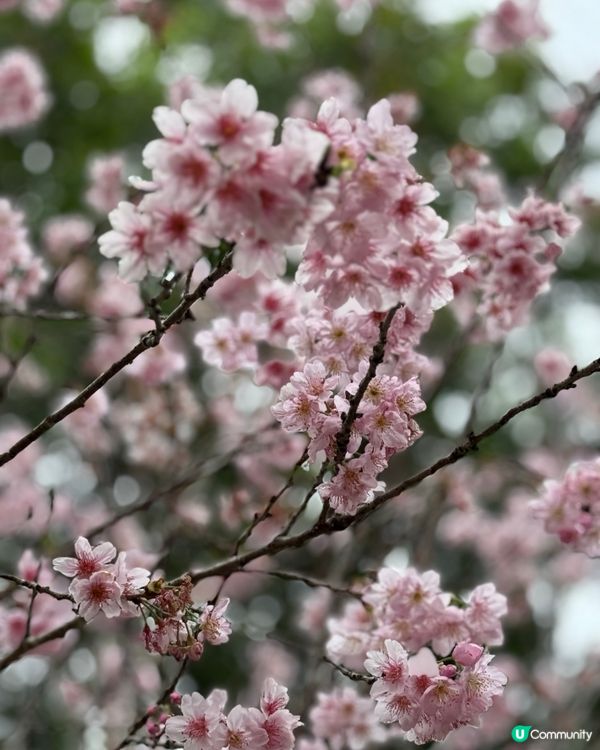 大埔海濱公園-櫻花