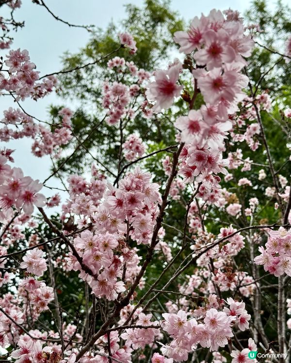 大埔海濱公園-櫻花